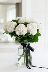 large-headed white hydrangeas in a jar with ribbon